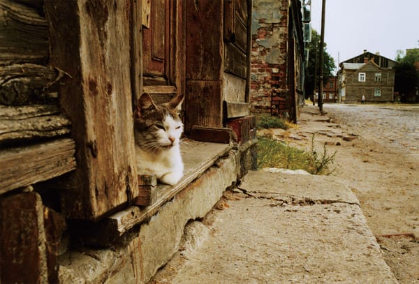約30年にわたって旅の写真を撮り続ける写真家、尾仲浩二の写真展「ネコとコージくん」
