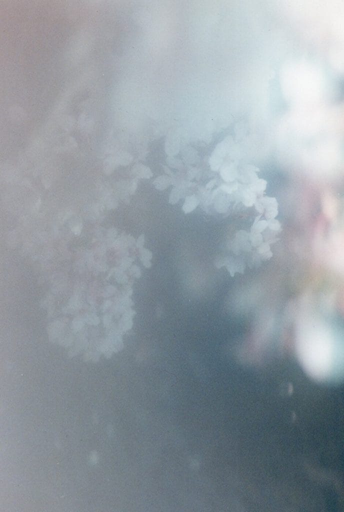 石川文子写真展「不失花　うせざるはな」、ギャラリー・ソラリスにて。現れては消えていく花と景色を、淡い色と光で表現。