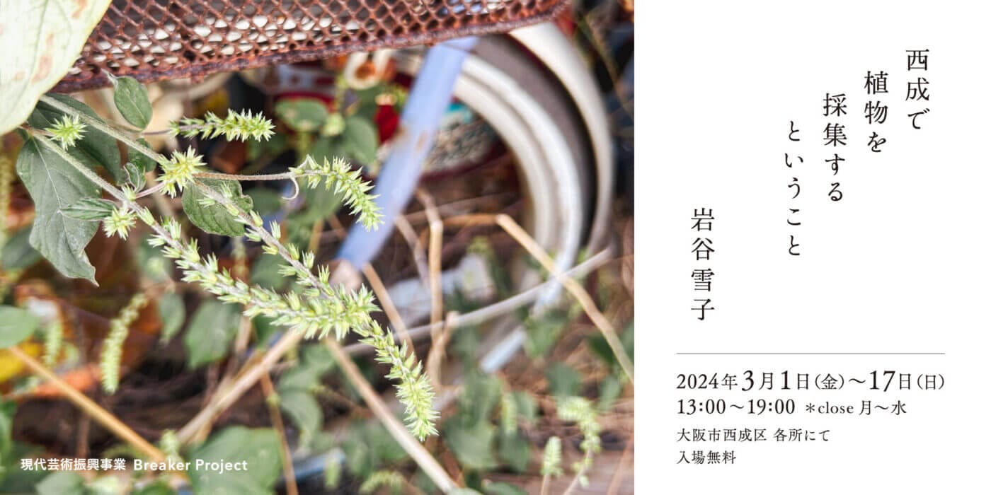 美術家・岩谷雪子による展覧会「西成で植物を採集するということ」、西成区各所にて開催。都会のなかで自生・共生する植物をリサーチし、収集したものをインスタレーション作品として再構成。