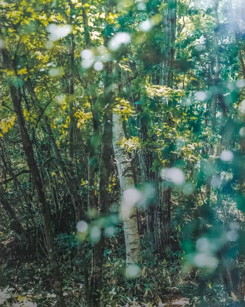 あべれいこ写真展「Retreat〜森とつながる扉」、ギャラリー・ソラリスにて3月19日から開催。清里高原の森で生まれ育った植物と、それぞれの季節の移ろいをとらえた新作展。